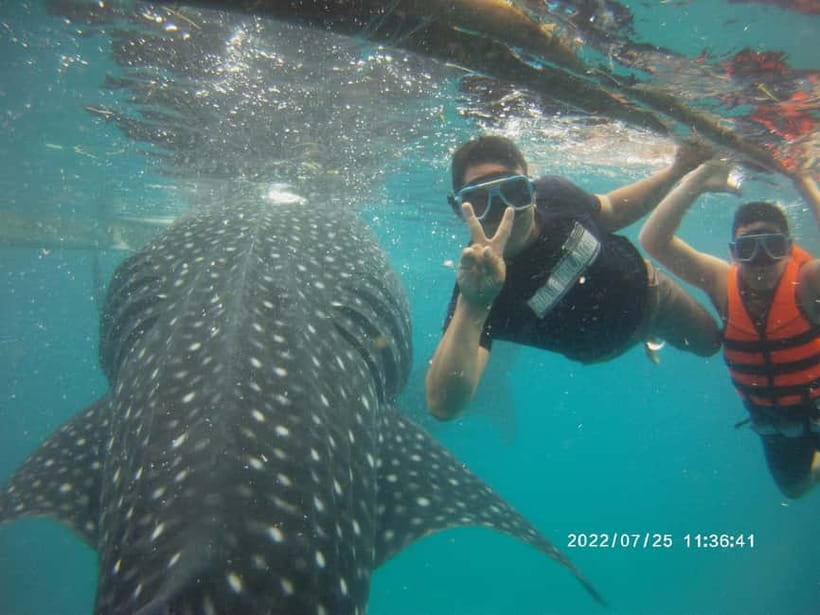Cebu: Whale Sharks, Kawasan Falls, & Sardines Run Snorkeling - Final recommendation