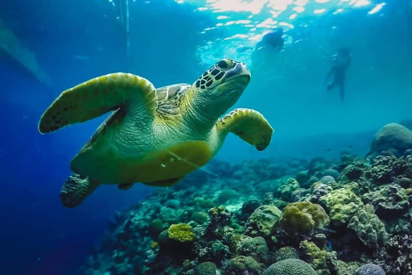 Cebu: Whale Sharks, Kawasan Falls, & Sardines Run Snorkeling - A short Badian break before Moalboal