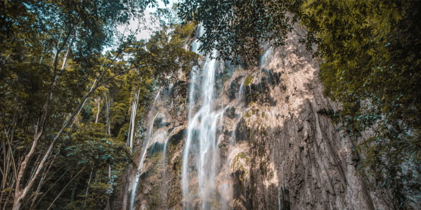 Cebu: Whale Sharks, Tumalog Falls, and Monkey Sanctuary Tour - Lunch, coconut, and the middle of the day
