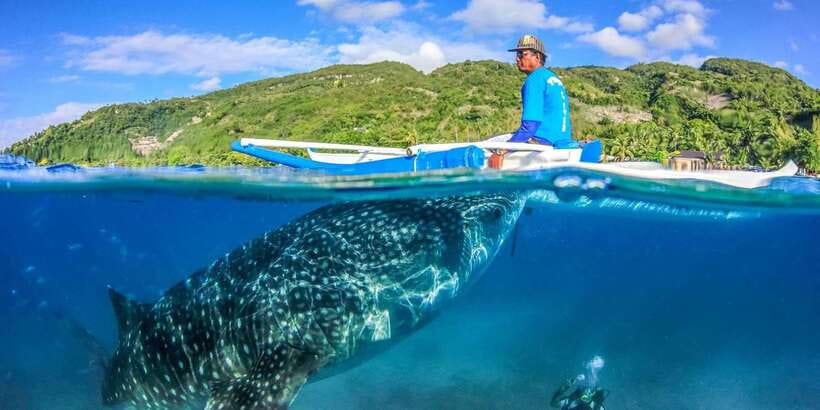 Cebu: Whale Sharks, Tumalog Falls, and Monkey Sanctuary Tour - Who will enjoy this Cebu day trip