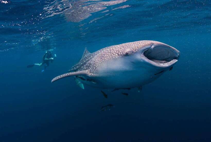 Cebu: Whaleshark Encounter, Sumilon Sandbar & Tumalog Falls - Key points to know before booking