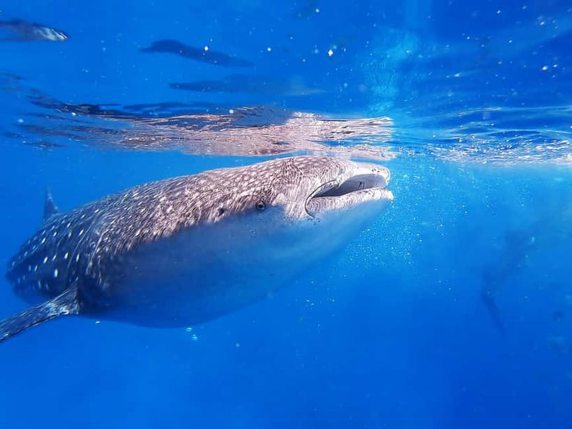 Cebu: Whaleshark Encounter, Sumilon Sandbar & Tumalog Falls - Who will enjoy this Cebu day tour