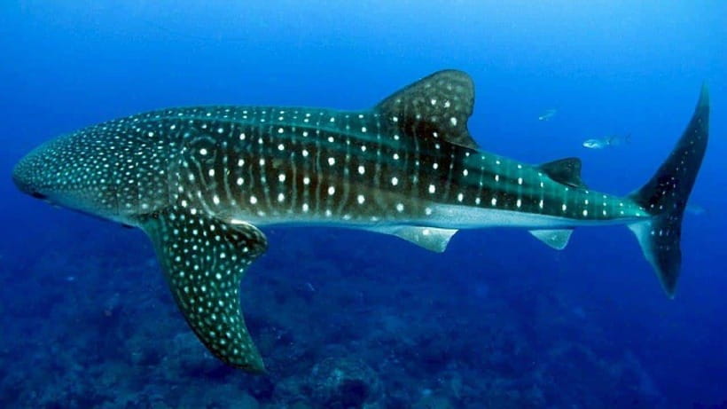Cebu: Whaleshark Encounter, Sumilon Sandbar & Tumalog Falls - The road south and what three hours means