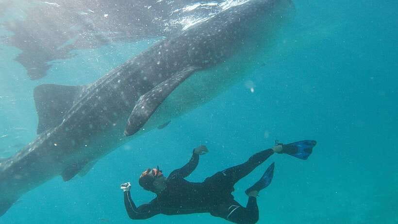 Cebu: Whaleshark Encounter, Tumalog Falls & Sumilon Sandbar - Key points to know before booking