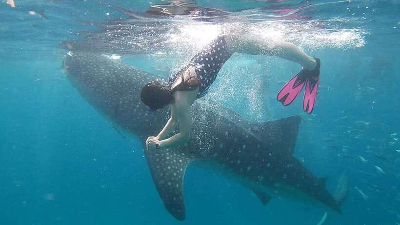 Cebu: Whaleshark Encounter, Tumalog Falls & Sumilon Sandbar - Oslob whale sharks: the headline activity