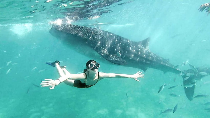 Cebu: Whaleshark Swimming & Kawasan falls Canyoneering Tour - Two Cebu highlights packed into one long day