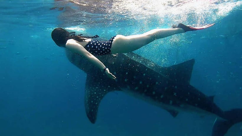 Cebu: Whaleshark Swimming & Kawasan falls Canyoneering Tour - Oslob whale shark viewing and the long wait