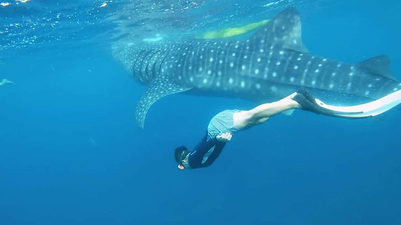 Cebu: Whaleshark Swimming & Kawasan falls Canyoneering Tour - How the two halves compare