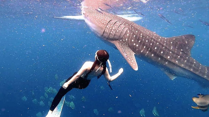 Cebu: Whaleshark Swimming & Kawasan falls Canyoneering Tour - Leaving Cebu before sunrise