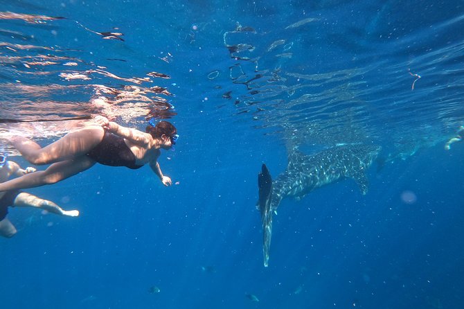 Cebu Whaleshark Tour - Why the Oslob whale sharks are the big draw