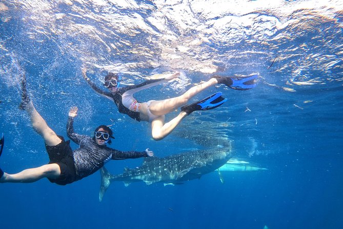 Cebu Whaleshark Tour - Sumilon Island adds a second kind of water stop