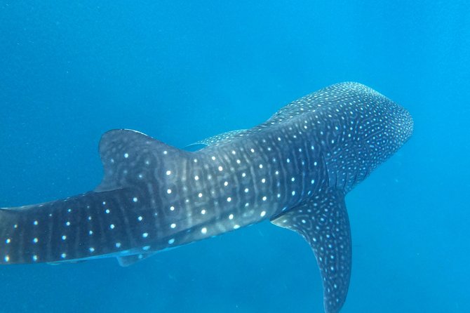 Cebu Whaleshark Tour - Tumalog Falls closes the day with fresh water