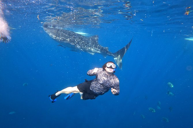 Cebu Whaleshark Tour - What to bring and what to budget
