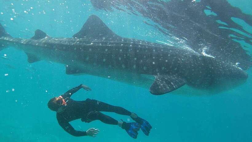 Cebu: WhaleShark , Tumalog Falls, & Sardine Run Snorkeling - Key points at a glance