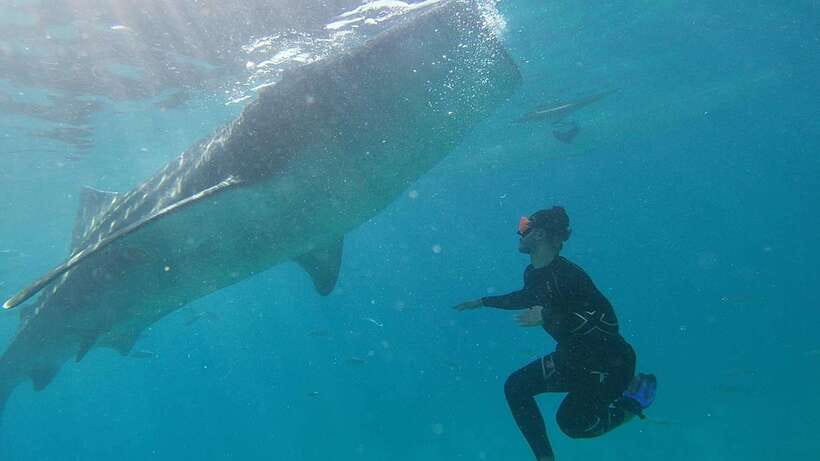 Cebu: WhaleShark , Tumalog Falls, & Sardine Run Snorkeling - Tumalog Falls beneath a curtain of water