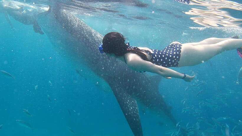 Cebu: WhaleShark , Tumalog Falls, & Sardine Run Snorkeling - Moalboal’s sardines and sea turtles
