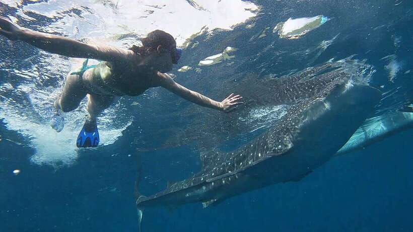 Cebu: WhaleShark , Tumalog Falls, & Sardine Run Snorkeling - Who will get the most from this Cebu tour