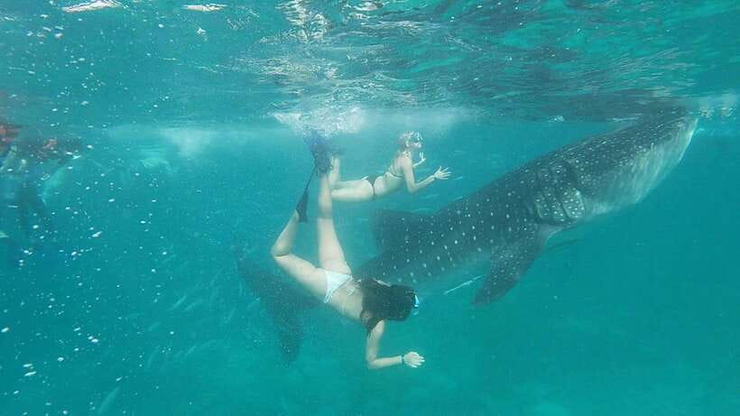 Cebu: WhaleShark , Tumalog Falls, & Sardine Run Snorkeling - Oslob whale sharks and the early-morning wait