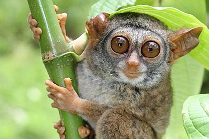 Chocolate hills tour with Tarsier & Loboc river Buffet Lunch (half-day tour) - The driver-guide can make or break the day