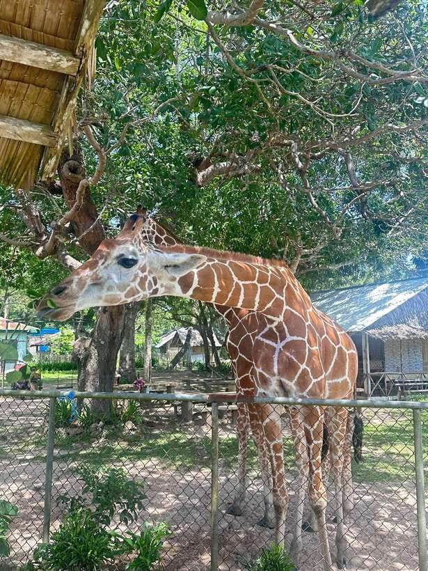 Coron: Calauit Safari Black Island Lunch & Transfer included - Who should book this day
