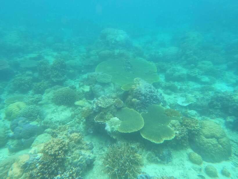 Coron: Dugong Watching with Sea Turtle and Coral Garden tour - Key points to know before you book