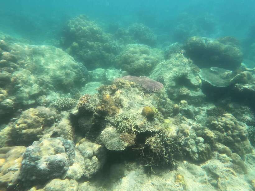 Coron: Dugong Watching with Sea Turtle and Coral Garden tour - Lunch, transfers, and what the $155 covers
