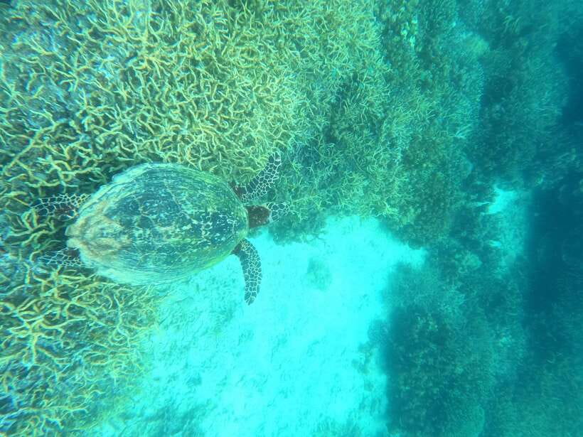 Coron: Dugong Watching with Sea Turtle and Coral Garden tour - The guide and the way the day is managed