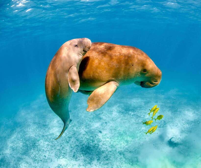 Coron: Dugong Watching with Sea Turtle and Coral Garden tour - The early start from Coron Town