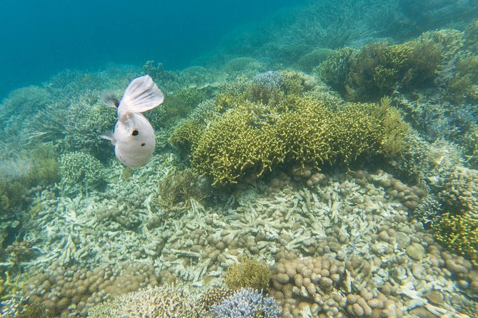 Coron Island Tour B (Private) - Skeleton Wreck and Malwawey Reef