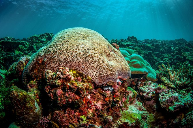 Coron Island Tour B (Shared Tour) - Skeleton Reef and the underwater view