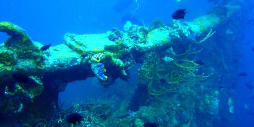 Coron Private Tour D: Reef and Wrecks - The eight-hour schedule and boat transfers