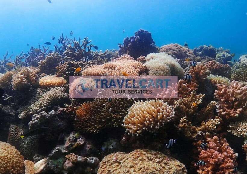 Coron Reef & Wrecks Tour - Why Coron’s wreck and reef combination works
