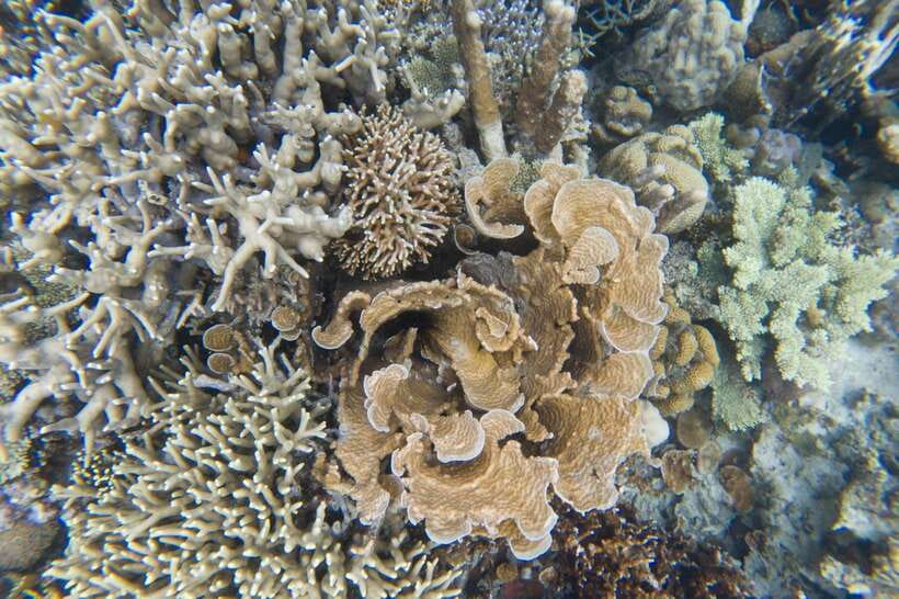 Coron Tour A: Kayangan Lake & Quin Reef Tour with Lunch - CYC Beach, the easy swimming stop
