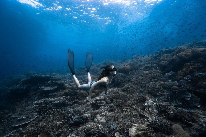 Discover Freediving One Amazing Day - Why the Napaling sardines make this day special