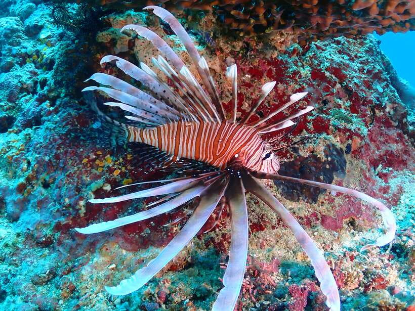 Discover Scuba Diving in Boracay - What the $49 Boracay scuba session really offers