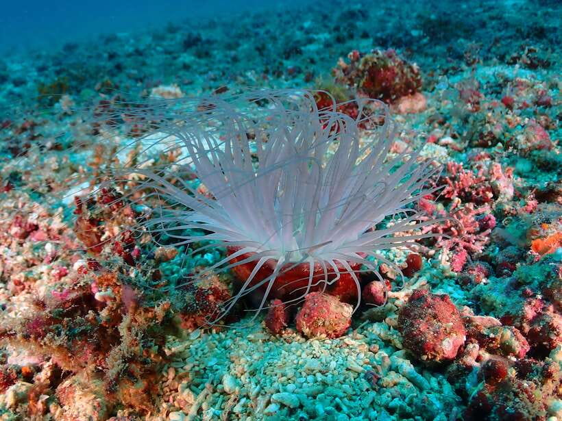 Discover Scuba Diving in Boracay - Entering the sea with close supervision