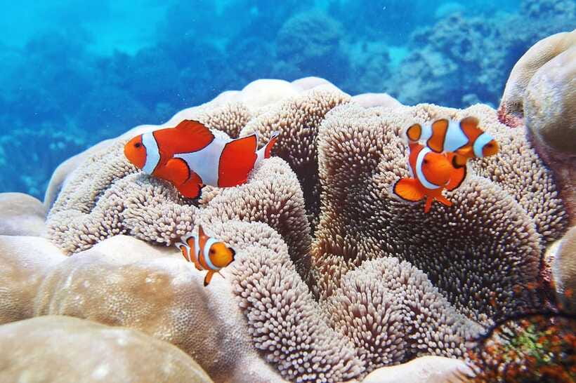 Discover Scuba Diving in Boracay - Safety, limits, and one serious equipment concern