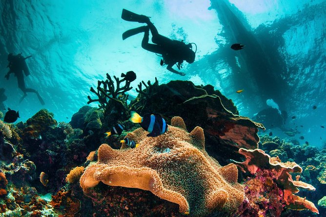 Discover Scuba Diving - What your three hours at Mactan Island look like
