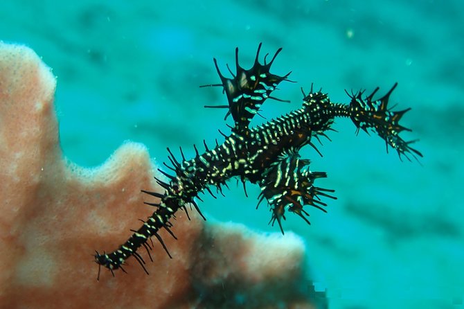 DiveGurus -Scuba Diving in Boracay - Why Boracay works so well for a short scuba outing