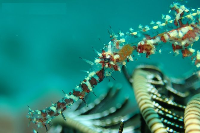 DiveGurus -Scuba Diving in Boracay - What the guides add to the experience