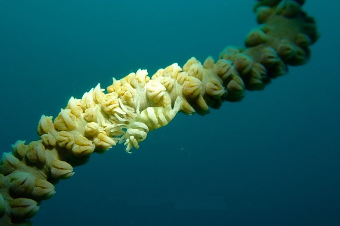 DiveGurus -Scuba Diving in Boracay - Equipment, boats, and safety