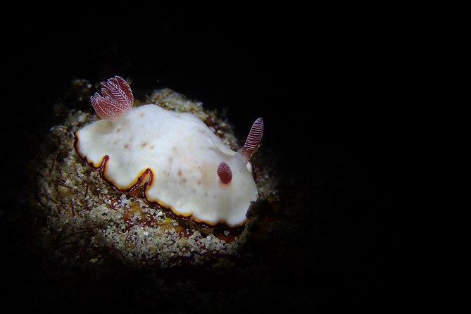 DiveGurus -Scuba Diving in Boracay - Marine life and what you might see