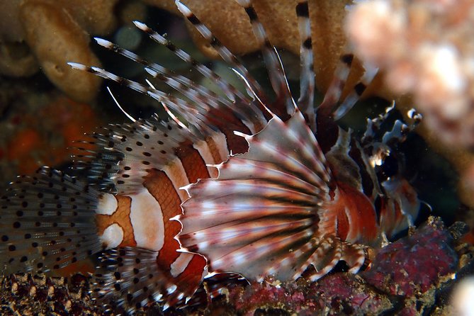 DiveGurus -Scuba Diving in Boracay - Choosing between easy reefs and stronger sites