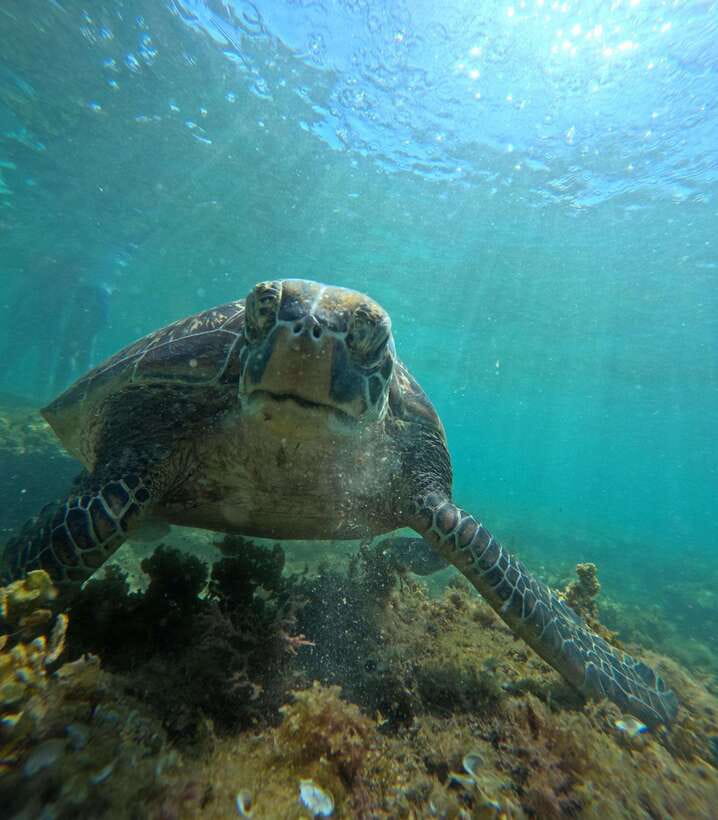 Dumaguete Apo Island Snorkel with turtle Tour - Apo Island at a glance