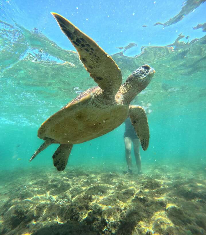 Dumaguete Apo Island Snorkel with turtle Tour - Lunch beside the sea