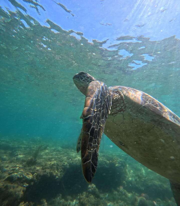 Dumaguete Apo Island Snorkel with turtle Tour - Afternoon swimming, photos, and the lighthouse option