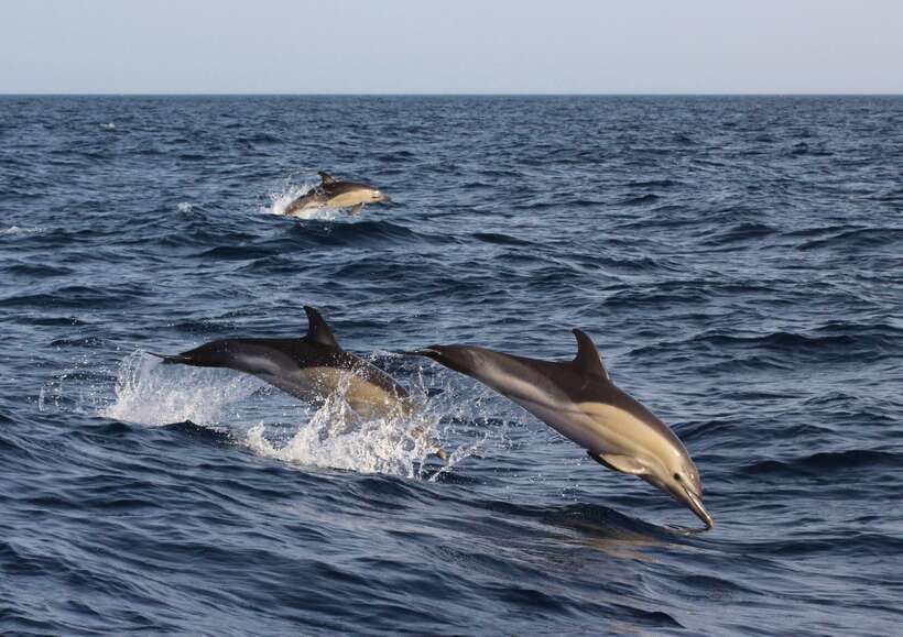 Dumaguete: Dolphin Watching & Manjuyod Sandbar Private Tour - Key things to know before you book