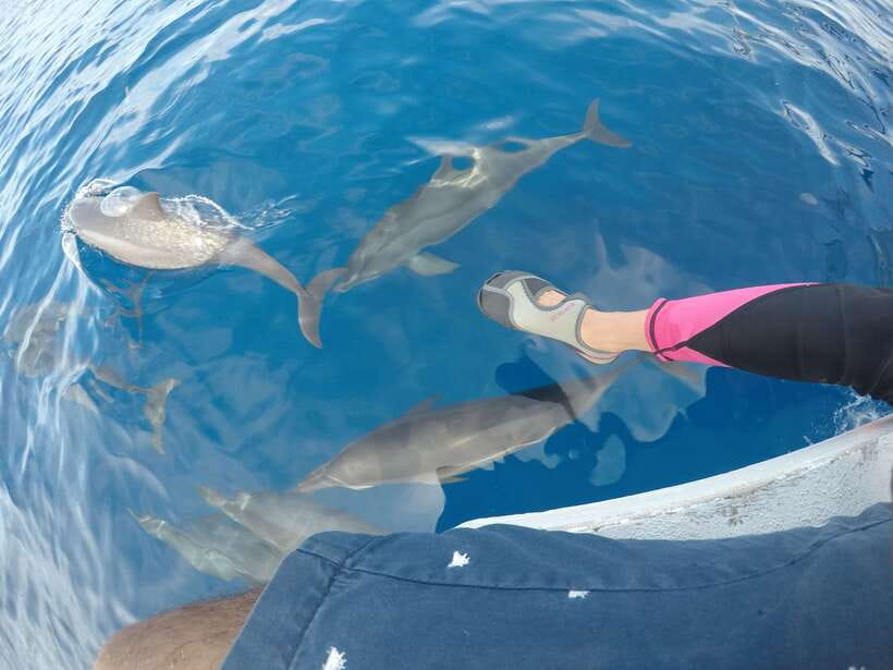 Dumaguete: Dolphin Watching & Manjuyod Sandbar Private Tour - Watching dolphins in their natural setting