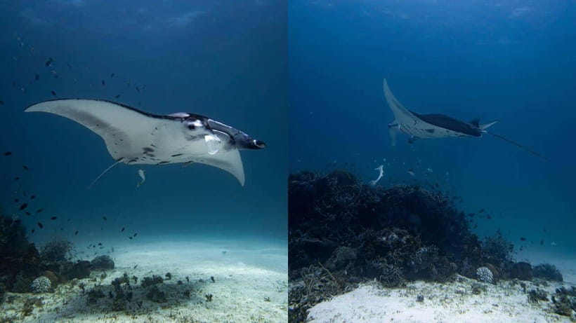 El Nido: Discover Scuba Diving with Manta Rays in Sibaltan - Getting Comfortable Before the First Descent