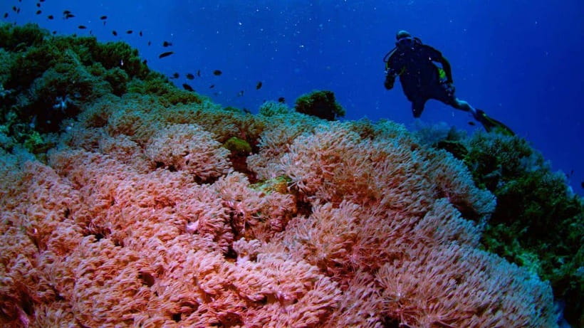 El Nido: Discover Scuba Diving with Manta Rays in Sibaltan - The First Session, Up to 6 Meters